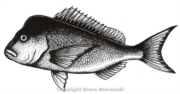 004 -  Snapper (Adult) Picture